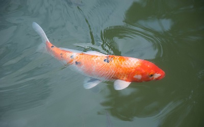 魚什么時(shí)候最好吃？